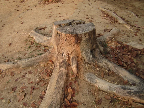 Toco da árvore — Fotografia de Stock