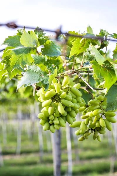 Close-up de um monte de uvas em videira na vinha — Fotografia de Stock