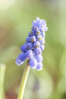 Muscary çiçek yeşil artalan üzerinde
