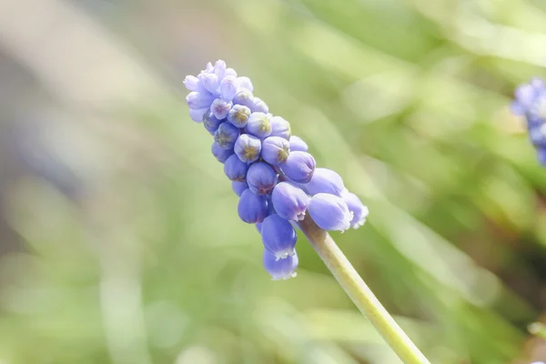 Muscary çiçek yeşil artalan üzerinde — Stok fotoğraf