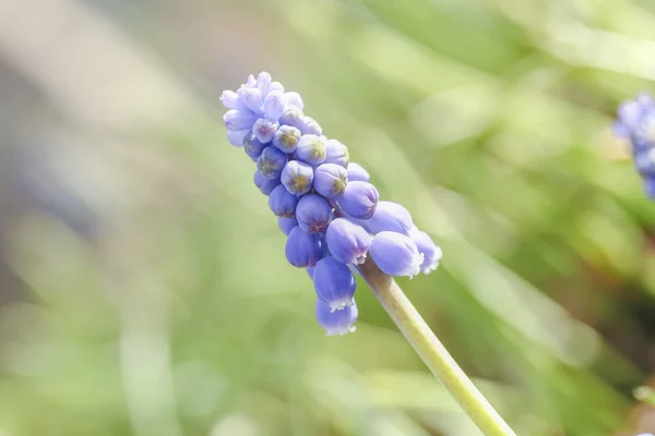 Muscary blomma på gröna backgound — Stockfoto