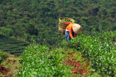 Konik şapka ve bambu sepet kadın ile Çay yaprağı Bao Loc, Lam Dong, Vietnam hasat