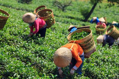 Kadınlar koni şapka ve bambu sepet çay yaprağı Bao Loc, Lam Dong, Vietnam hasat. Bao Loc verimli bazalt toprak ve bir iklime, çay gelişme elverişli koşulları ile donatılmış.