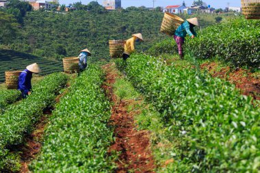 Kadınlar koni şapka ve bambu sepet çay yaprağı Bao Loc, Lam Dong, Vietnam hasat. Bao Loc verimli bazalt toprak ve bir iklime, çay gelişme elverişli koşulları ile donatılmış.