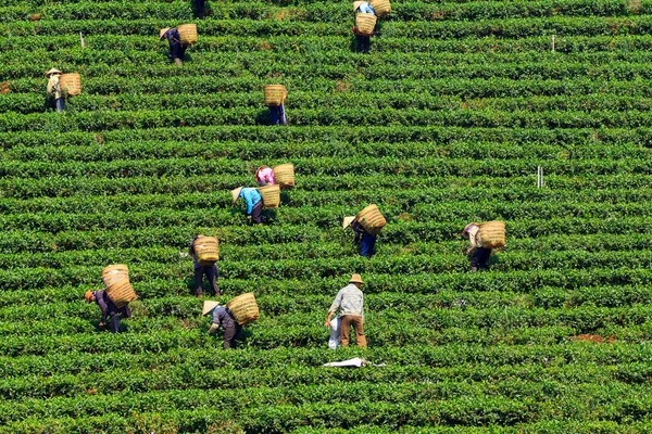 Workers with conical hat and bamboo basket are harvesting tea leaf in Bao Loc, Lam Dong, Vietnam — Stock Photo, Image