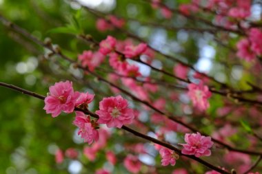Şeftali çiçeği bahar, 23/9 park, Ho Chi Minh city, Vietnam