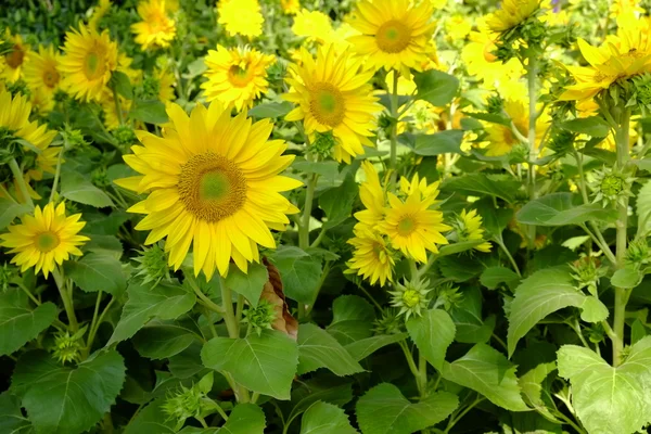 Beautiful sunflowers in spring, The 23/9 park, Ho Chi Minh city, Vietnam — Stock Photo, Image