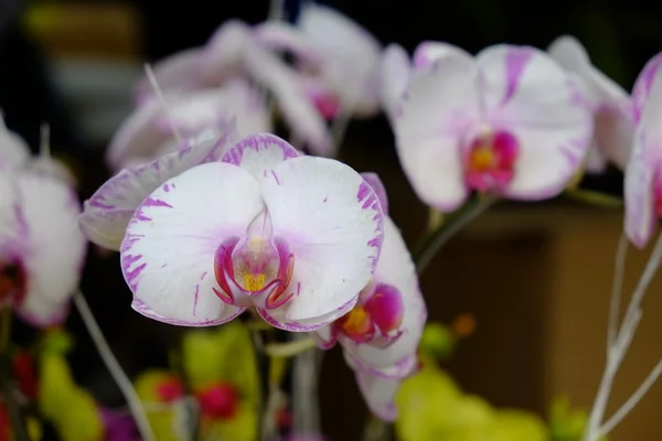 Piękna biała ćma Orchidea kwiaty na wiosnę, park 23/9, Ho Chi Minh, Wietnam — Zdjęcie stockowe