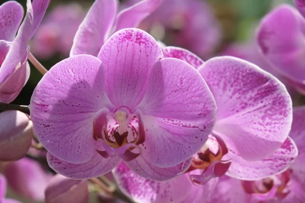 Beautiful violet moth orchid flowers in spring, 23/9 park, Ho Chi Minh city, Vietnam — Stock Photo, Image