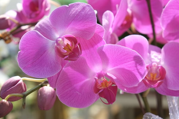 Beautiful violet moth orchid flowers in spring, 23/9 park, Ho Chi Minh city, Vietnam