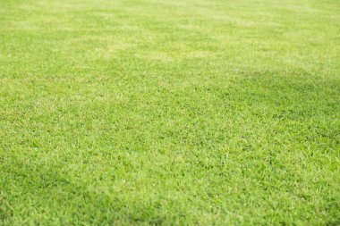 Yeşil Çimen Arkaplanı