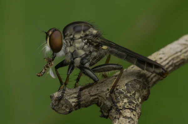 Убийца насекомых — стоковое фото