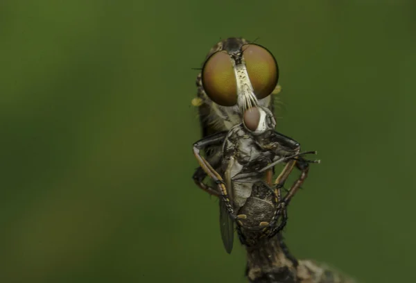 Asesino de insectos — Foto de Stock
