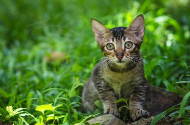 Çimlerin üzerindeki kedi