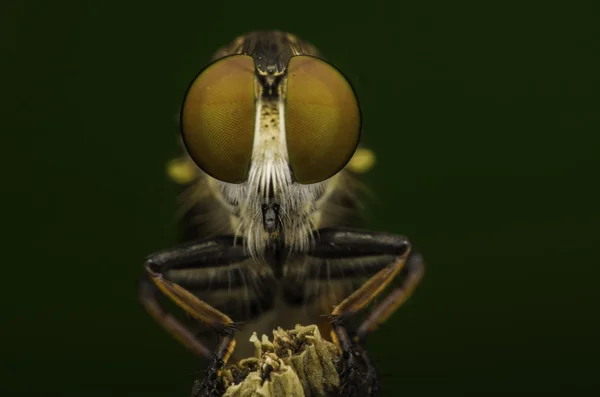 Asesino de insectos — Foto de Stock