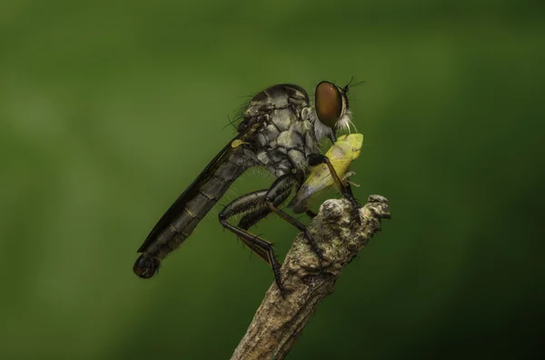 Asesino de insectos — Foto de Stock