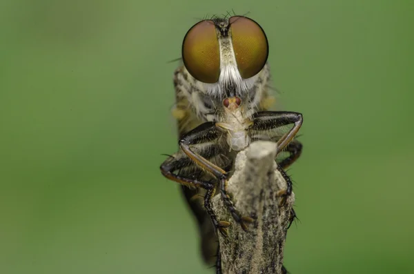 Asesino de insectos — Foto de Stock