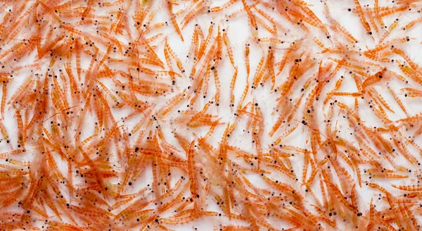 Krill antártico — Fotografia de Stock