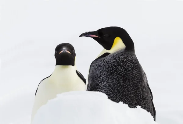 皇帝ペンギンのペア — ストック写真