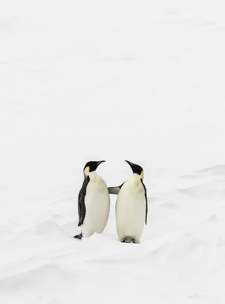 Dva tučňáci stojící — Stock fotografie