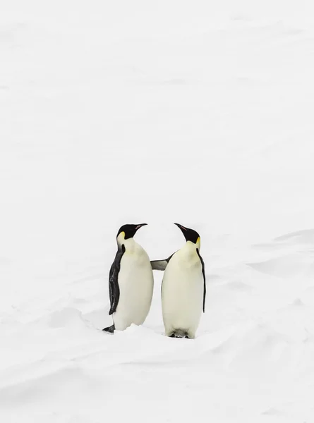 Two penguins standing — Stock Photo, Image