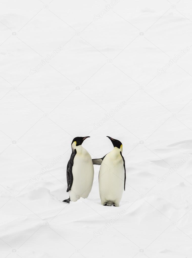 Two penguins standing