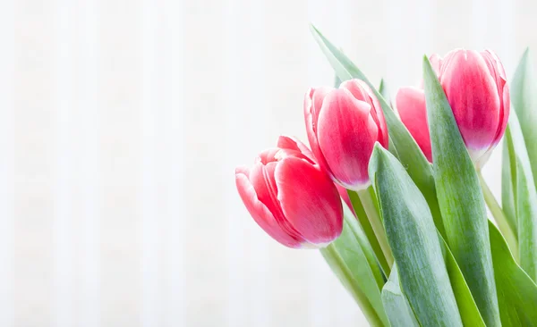 Postal con fondo de pantalla viejo y hermosos tulipanes rojos — Foto de Stock