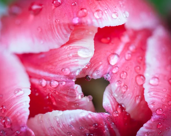 Tulipán en gotas de rocío macro primer plano — Foto de Stock