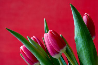 Pembe Lale closeup kırmızı arka plan kart