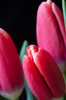 koyu arka plan closeup dikey görüntü üzerinde kırmızı lale