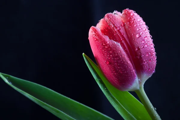 Brote húmedo del tulipán rojo primer plano sobre fondo oscuro — Foto de Stock