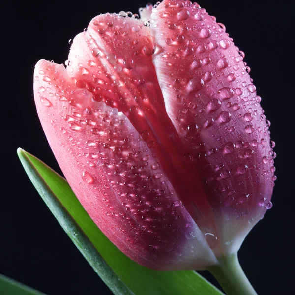 Solo mojado Bud de la macro tulipán rojo primer plano — Foto de Stock