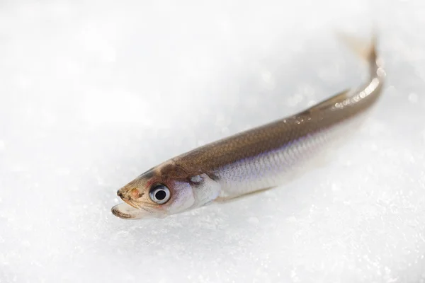 Pesce fresco profumato su ghiaccio bianco primo piano — Foto Stock