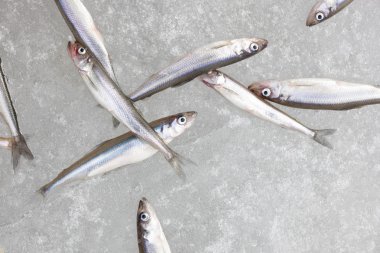 taze balık kokusu üzerinde kar üstten görünüm natürmort