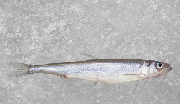 Peixe fundido fresco no gelo branco vista superior closeup — Fotografia de Stock