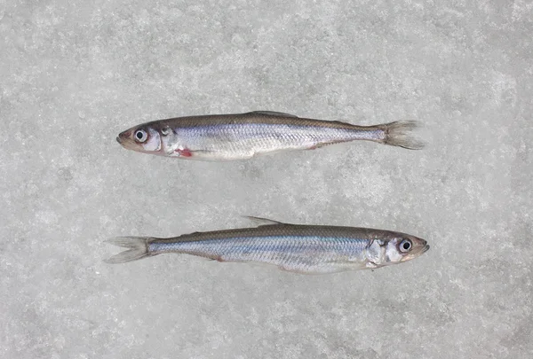 Dois peixes de cheiro cru fresco na vista superior de gelo branco — Fotografia de Stock