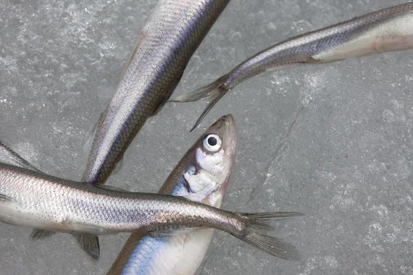 Peixe fresco cheiroso na neve — Fotografia de Stock