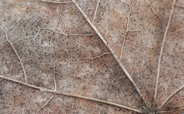 Textura otoño hoja de arce macro foto —  Fotos de Stock