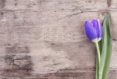 buket laleler ve posta kartı için bir arka plan olarak