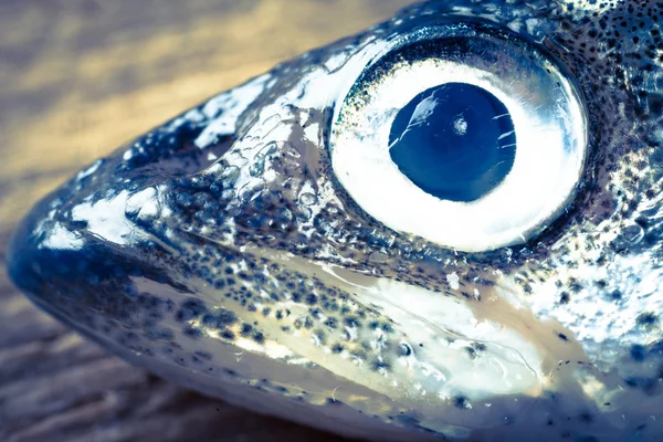 Retrato de peixe cheiroso closeup foto tonificada — Fotografia de Stock