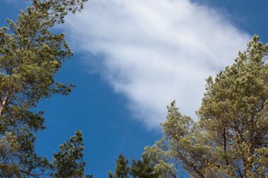 çam ağaçlarının üzerinde mavi coudy gökyüzü