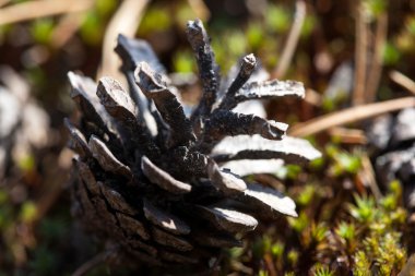 çam kozalağı moss closeup içinde
