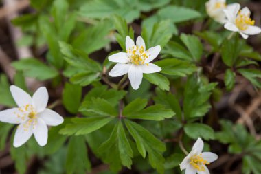 kardelen çiçek anemone portre