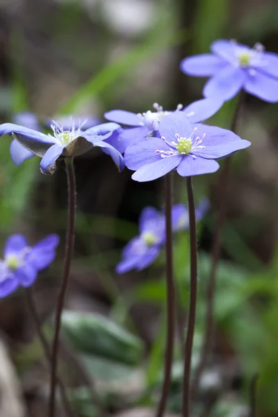 Primera primavera flor violeta nevada Hepatica Nobilis —  Fotos de Stock