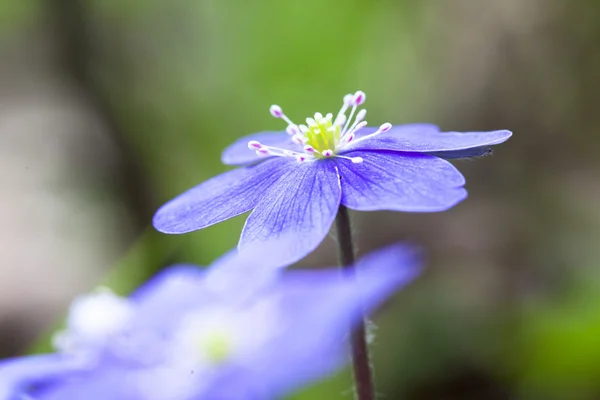 Primera primavera flor violeta nevada Hepatica Nobilis —  Fotos de Stock