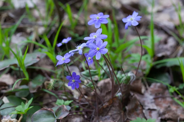 Primera primavera flores silvestres Hepatica Nobilis —  Fotos de Stock