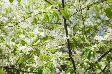 Çiçek açan kiraz ağacı