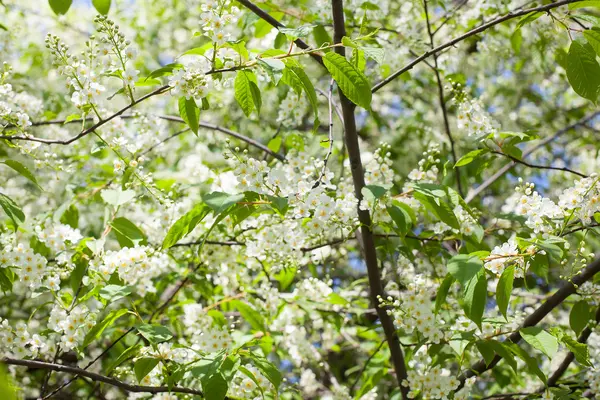 Çiçek açan kiraz ağacı
