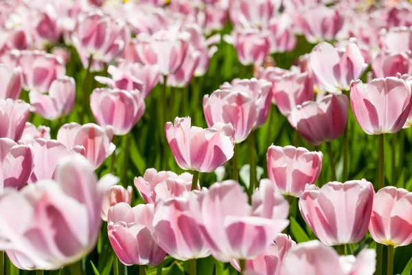 Field of pale pink tulips — Stock Photo, Image