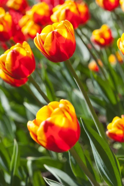 Yellow-red tulips close up in the flower bed Royalty Free Stock Photos